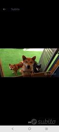 Shiba inu cuccioli rossi e black nati 10 luglio26