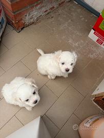 Maltesi toy