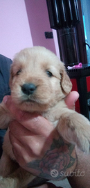 Cuccioli di Golden retriever