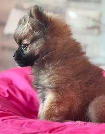 Splendida Cucciola di Volpino di Pomerania Toy