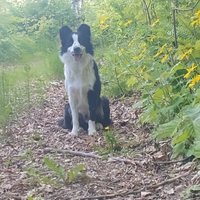 Border collie per accoppiamento