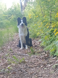Border collie per accoppiamento