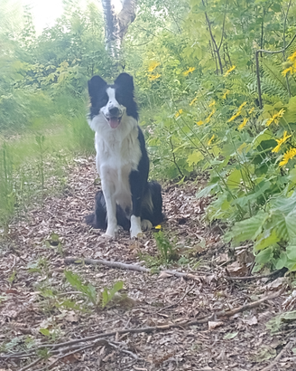 Border collie per accoppiamento