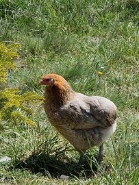Coppia araucana