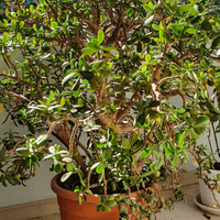 Crassula ovata - albero di giada