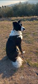 Cane meticcio