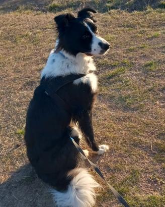 Cane meticcio