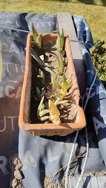 Pianta di Aloe piccola