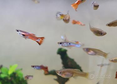 Pesci acquario guppy
