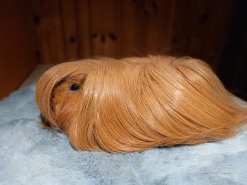 Cuccioli Cavie peruviane e sheltie