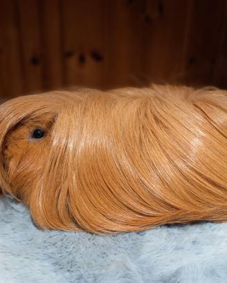Cuccioli Cavie peruviane e sheltie