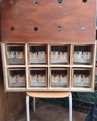 Box e gabbiette esposizione canarini da canto