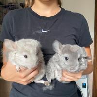 Vendita coppia di cincilla