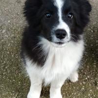 Cuccioli border collie