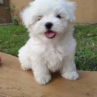 Maltese coreano