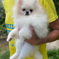 Pomerania nana bianca