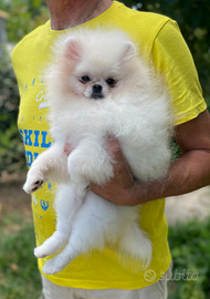 Pomerania nana bianca