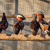 Anatre mandarine e caroline