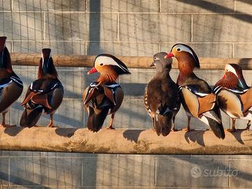 Anatre mandarine e caroline