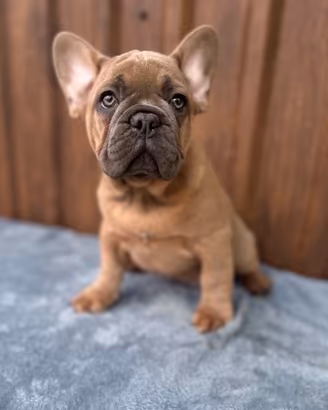Bulldog francesi cuccioli esotici