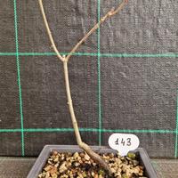 Bonsai Quercia Rossa Americana (Q. Rubra) 143
