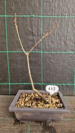 Bonsai Quercia Rossa Americana (Q. Rubra) 143