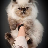 Gattino seal tortie point