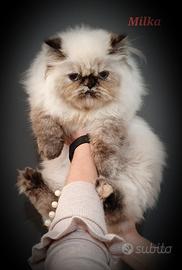 Gattino seal tortie point