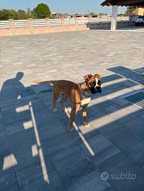 Cuccioli boxer allevamento certificato