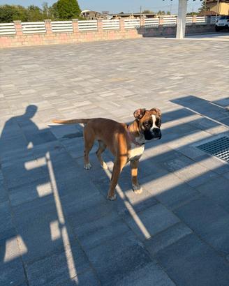 Cuccioli boxer allevamento certificato