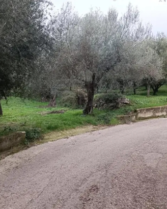 Terreno agricolo