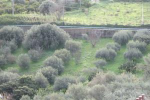 RGE 145/2012 Trib Patti - LOTTO 1