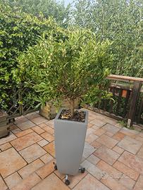 pianta mandarino cinese  con vaso h 160 cm