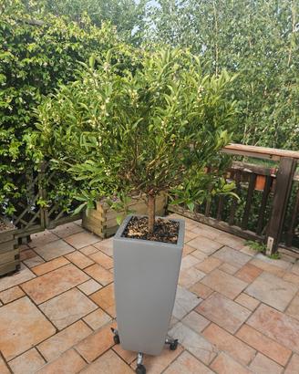 pianta mandarino cinese  con vaso h 160 cm