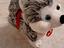 Immagine 2