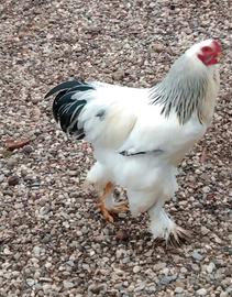 Galli Brahma 12 mesi
