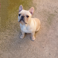 Bulldog Francese