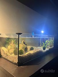 Acquario\tartarughiera in vetro