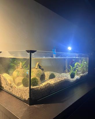 Acquario\tartarughiera in vetro