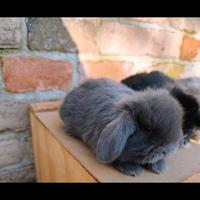 Coniglietti ariete nani