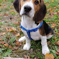 Beagle di 6 mesi