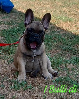 Bulldog francese pedigree enci