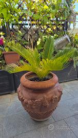 pianta Aloe e pianta Chycas