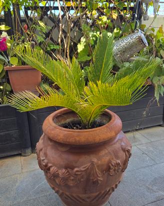 pianta Aloe e pianta Chycas