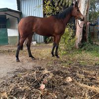 Purosangue inglese femmina