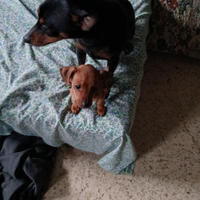 Cuccioli di pinscher