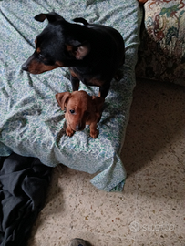 Cuccioli di pinscher