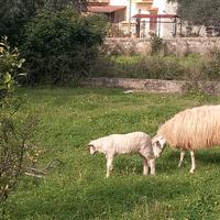 Pecore con agnellini