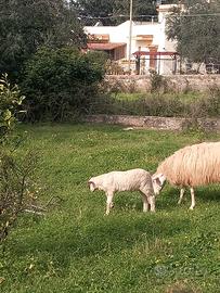 Pecore con agnellini