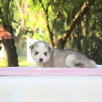Cucciola di Siberian Husky